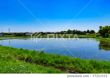Rural scenery Rice cultivation Rice cultivation Countryside [Paddy fields after early summer rice planting] 77251553