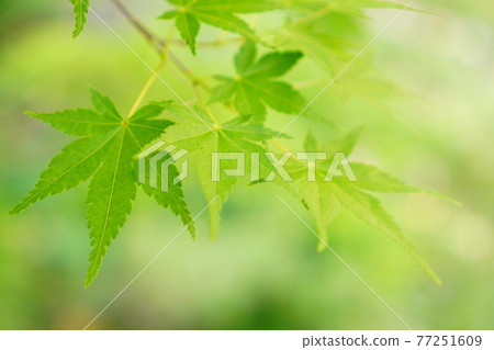 Fresh green of Kakusenkei Fresh green of Kakusenkei 77251609