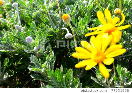 Bud and petals Bud and petals 77251966