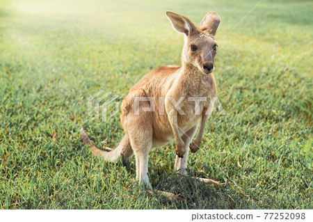 Australian kangaroo enjoying the afternoon sun in a park Australian kangaroo enjoying the afternoon sun in a park 77252098