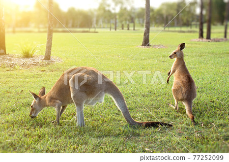 Australian kangaroos enjoying the afternoon sun in a park Australian kangaroos enjoying the afternoon sun in a park 77252099