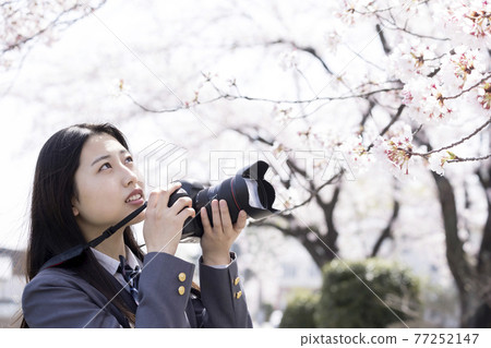 用單反相機拍攝櫻花的高中女生 照片俱樂部 相機俱樂部形象 77252147