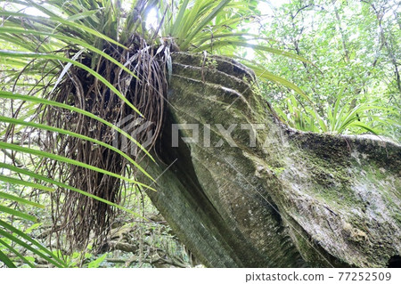 生長在大自然創造的奇怪波浪岩石上的空氣植物 77252509