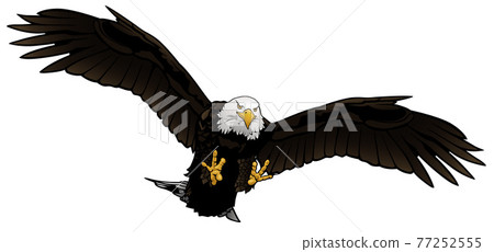 Flying Bald Eagle Illustration Flying Bald Eagle Illustration 77252555
