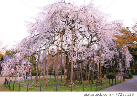 Weeping cherry tree at Asuwa Shrine in Fukui Prefecture 77253139