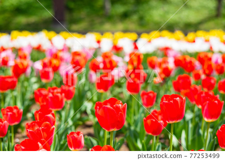 鬱金香花田 77253499