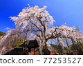 Weeping cherry tree at Taiunji Temple, Hyogo Prefecture Weeping cherry tree at Taiunji Temple, Hyogo Prefecture 77253527