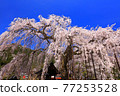 Weeping cherry tree at Taiunji Temple, Hyogo Prefecture Weeping cherry tree at Taiunji Temple, Hyogo Prefecture 77253528