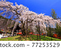 Weeping cherry tree at Taiunji Temple, Hyogo Prefecture Weeping cherry tree at Taiunji Temple, Hyogo Prefecture 77253529