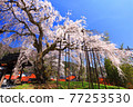 Weeping cherry tree at Taiunji Temple, Hyogo Prefecture Weeping cherry tree at Taiunji Temple, Hyogo Prefecture 77253530