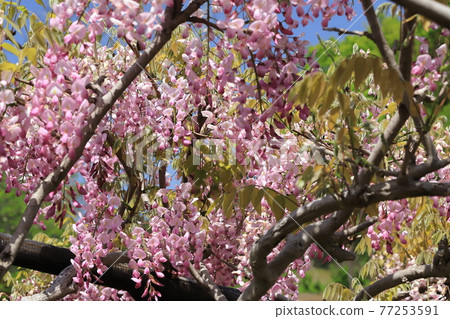 橫須賀菖蒲園的富士花 橫須賀菖蒲園的富士花 77253591