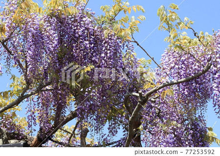 橫須賀菖蒲園的富士花 橫須賀菖蒲園的富士花 77253592