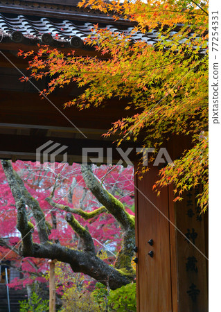 ≪Autumn leaves of Shinzoji Temple in Kameoka, Kyoto≫ Kameoka City, Kyoto Prefecture, a place related to Akechi Mitsuhide ≪Autumn leaves of Shinzoji Temple in Kameoka, Kyoto≫ Kameoka City, Kyoto Prefecture, a place related to Akechi Mitsuhide 77254331