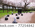 Spring Izumo Taisha Spring Izumo Taisha 77254842