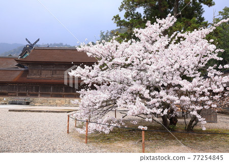 Spring Izumo Taisha Spring Izumo Taisha 77254845