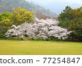 Spring Izumo Taisha Spring Izumo Taisha 77254847