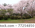 Spring Izumo Taisha Spring Izumo Taisha 77254850