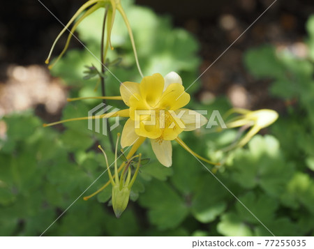 花園花黃耬 77255035