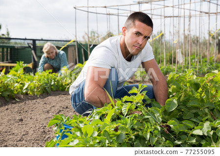 Adult son, along with his parents, weeds potatoes on the field Adult son, along with his parents, weeds potatoes on the field 77255095