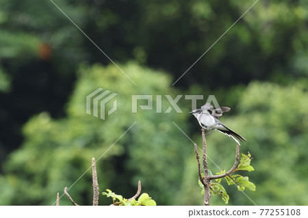 生物野鳥琉球灰小小,在繁殖季節經常在高樹梢的歌柱上唱歌 生物野鳥琉球灰小小,在繁殖季節經常在高樹梢的歌柱上唱歌 77255108
