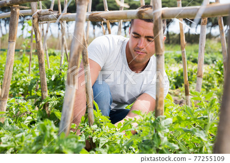Man gardener working with tomatoes bushes in garden Man gardener working with tomatoes bushes in garden 77255109
