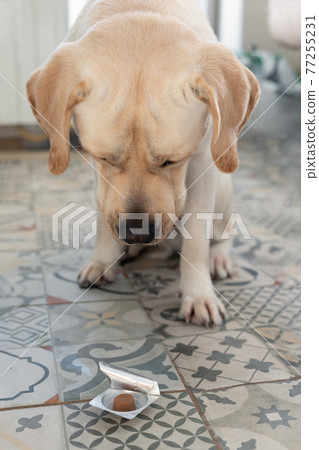 Labrador dog with head down looking at parasite pill in front on blurry background of room 77255231