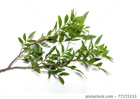Cut branch with green leaves of pistachio tree on white background. 77255233