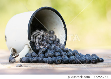 Ripe black chokeberry or aronia melanocarpa on blurred natural background. Agriculture, gardening, harvest concept Ripe black chokeberry or aronia melanocarpa on blurred natural background. Agriculture, gardening, harvest concept 77255235