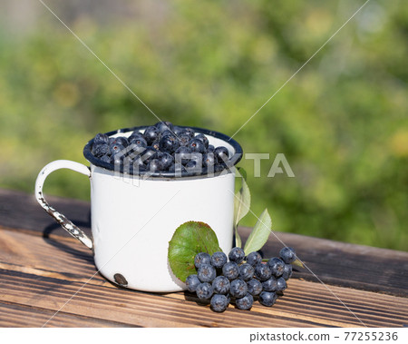 Black-fruited mountain ash with leaves near mug with black aronia melanocarpa berries on table on natural background. Black-fruited mountain ash with leaves near mug with black aronia melanocarpa berries on table on natural background. 77255236