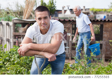 Adult son, along with his parents, weeds potatoes on the field Adult son, along with his parents, weeds potatoes on the field 77255503