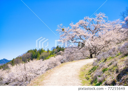 安曇野陸吾的櫻花，夢農場 77255649