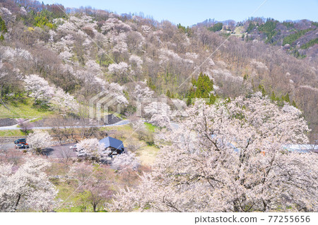 安曇野陸吾的櫻花，夢農場 77255656