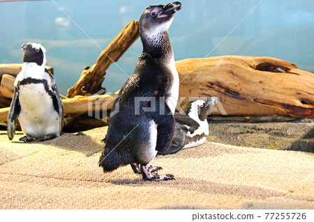 African penguin stretches to the right African penguin stretches to the right 77255726