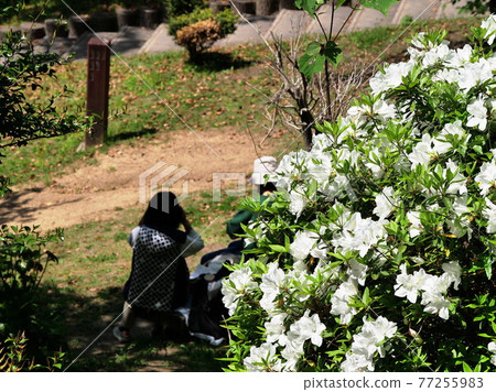 大阪東大阪市平岡公園 清新的綠色公園和白色的杜鵑花（春天） 77255983