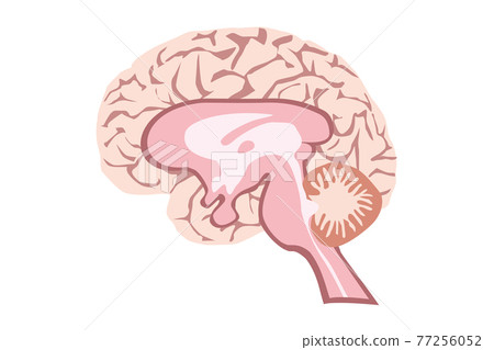 人腦結構圖 77256052