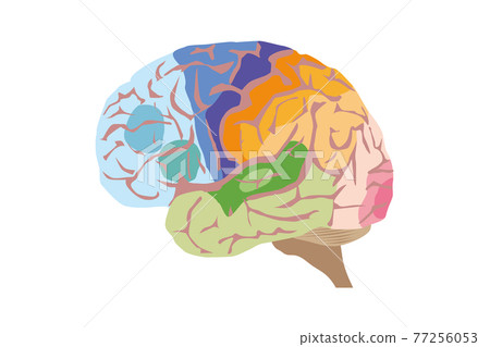 人腦結構圖 77256053