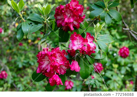 Rhododendron in Chichibu Muse Park 77256088