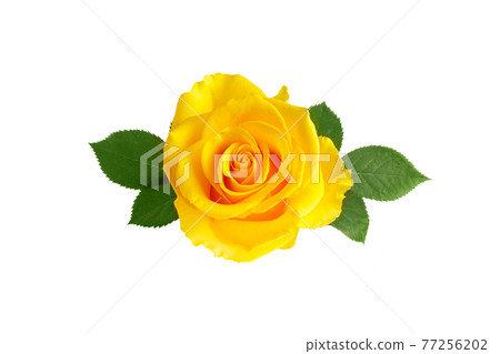 Beautiful yellow rose with leaves isolated on white background Beautiful yellow rose with leaves isolated on white background 77256202