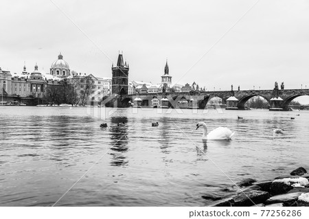 Charles Bridge and Vltava river in winter 77256286