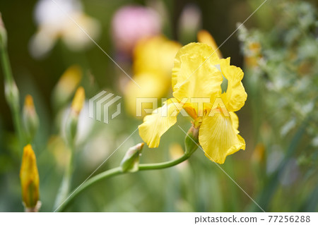 Pretty yellow iris 77256288