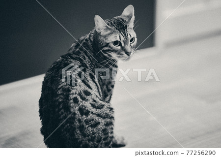 孟加拉貓站 孟加拉貓站 77256290
