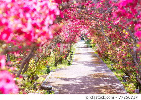 小室山公園杜鵑花隧道 77256717
