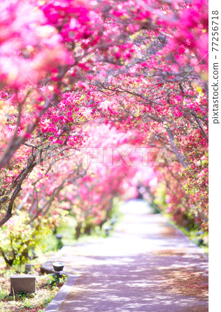 Azalea tunnel in Komuroyama Park Azalea tunnel in Komuroyama Park 77256718