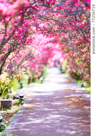 Azalea tunnel in Komuroyama Park Azalea tunnel in Komuroyama Park 77256719