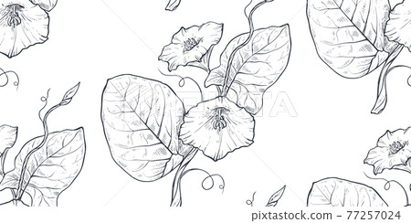 Vector seamless pattern with hand drawn bindweed flowers 77257024