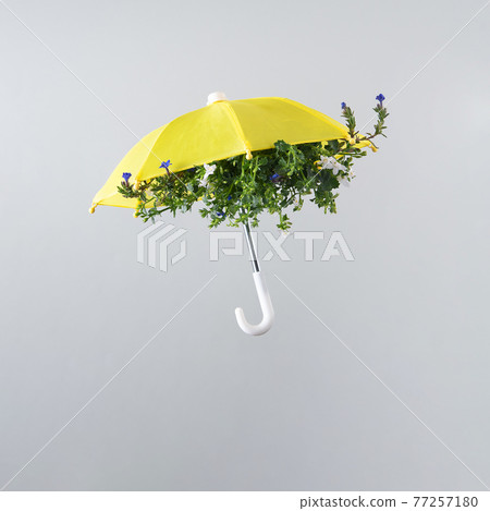 Spring flower bloom arranged inside yellow umbrella isolated on light gray background. Spring flower bloom arranged inside yellow umbrella isolated on light gray background. 77257180