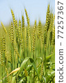 Wheat 02 77257367