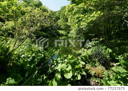 四季漫步春田島高原植物園 77257875