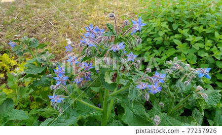 藍色星形花是琉璃苣花 藍色星形花是琉璃苣花 77257926