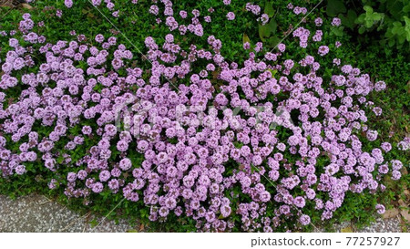 小白花是草本百里香花 小白花是草本百里香花 77257927